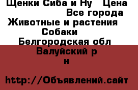 Щенки Сиба и Ну › Цена ­ 35000-85000 - Все города Животные и растения » Собаки   . Белгородская обл.,Валуйский р-н